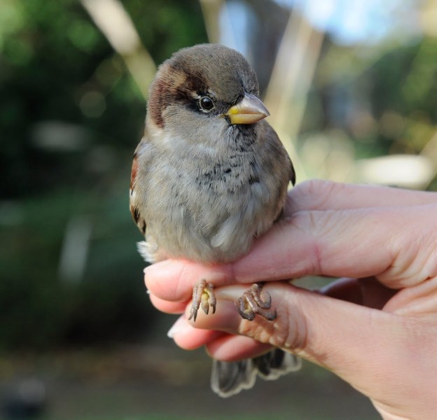 Sparrow in a hand